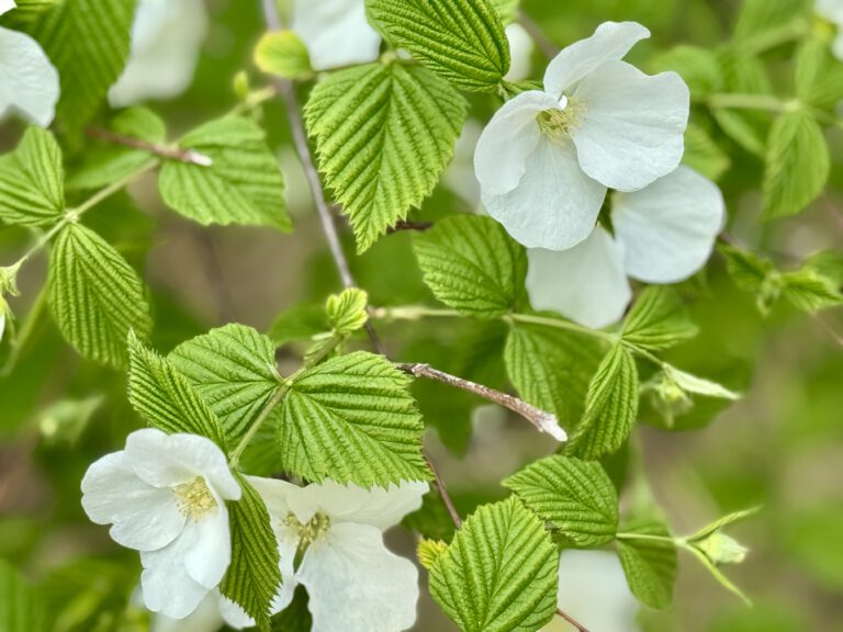 witte bloemen aan een groene boom