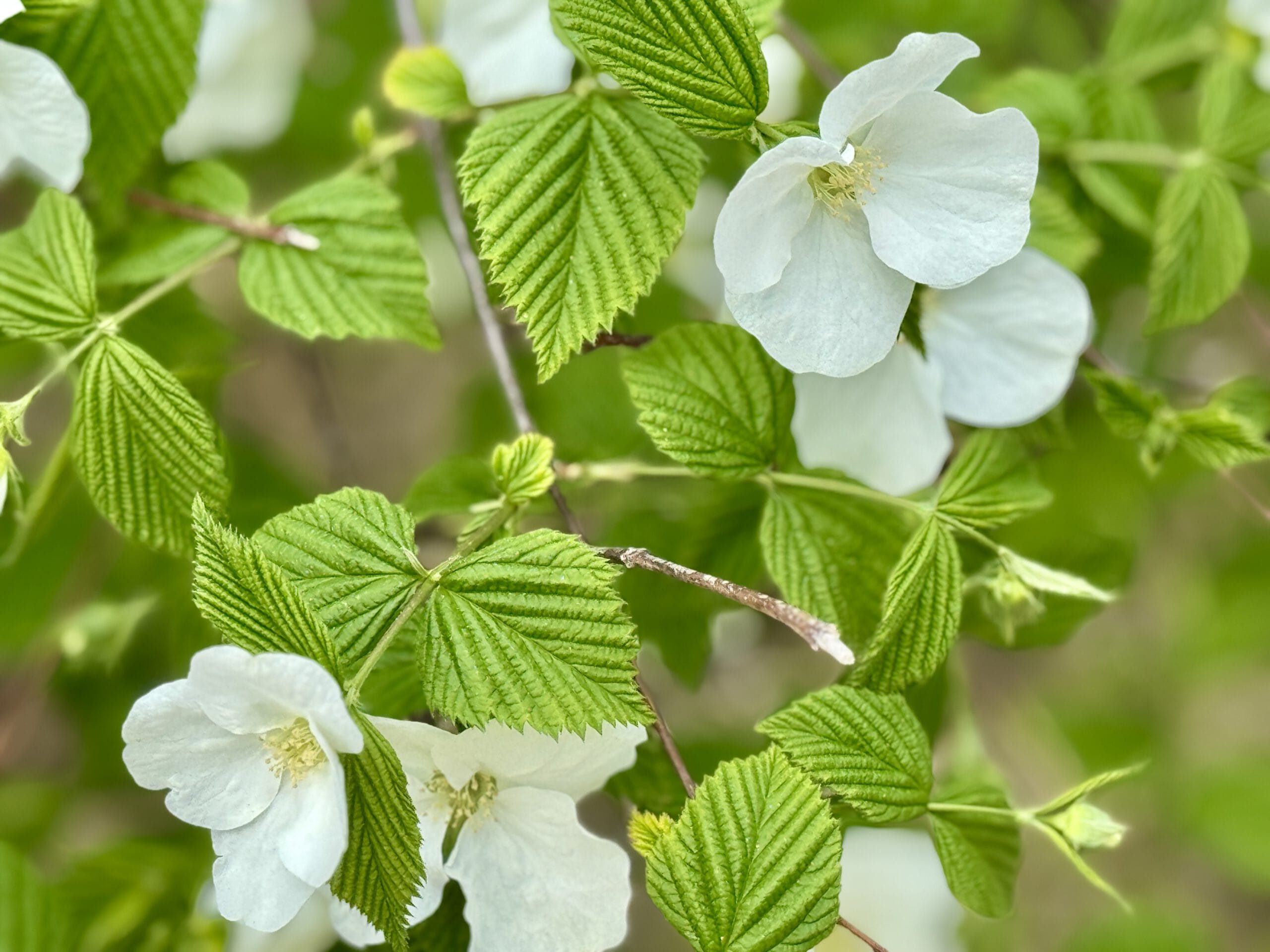 witte bloemen aan een groene boom